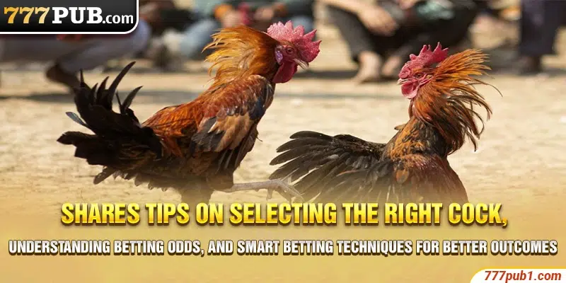 Shares tips on selecting the right cock, understanding betting odds, and smart betting techniques for better outcomes
